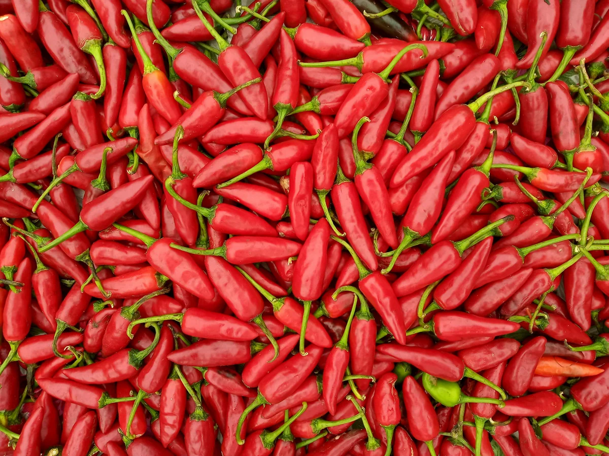 Fresh red chillies